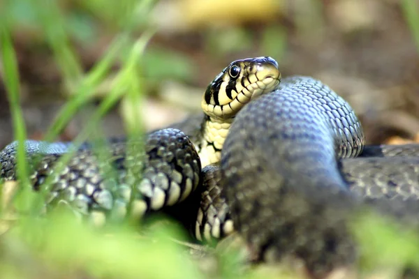 Serpente de erva, Natrix natrix — Fotografia de Stock