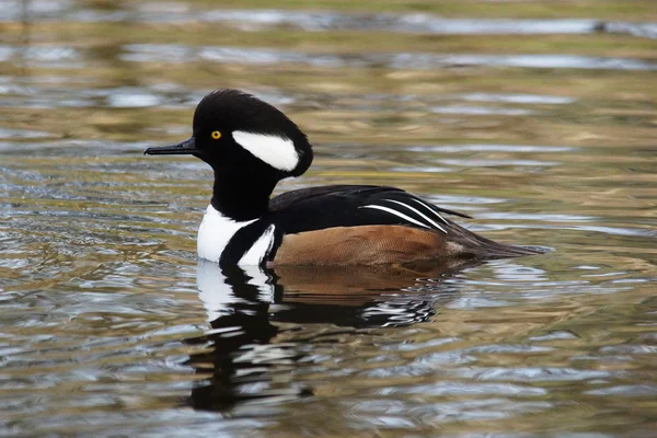 Merganser con capucha, Lophodytes cucullatus —  Fotos de Stock