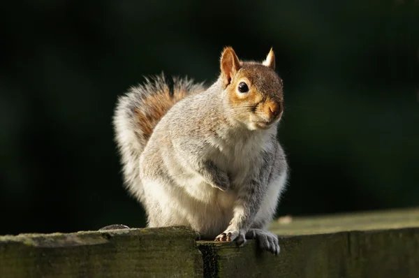 Серая белка, Sciurus carolinensis — стоковое фото