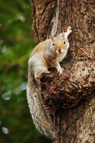 กระรอกสีเทา, Sciurus carolinensis — ภาพถ่ายสต็อก