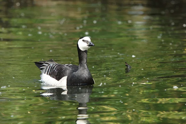 Schleiergans, Branta leucopsis — Stockfoto