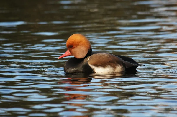 RoodkuifPochard, Netta rufina — Stockfoto