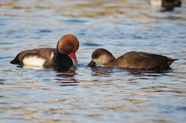 Pochard czerwonoczuby, Netta rufina — Zdjęcie stockowe