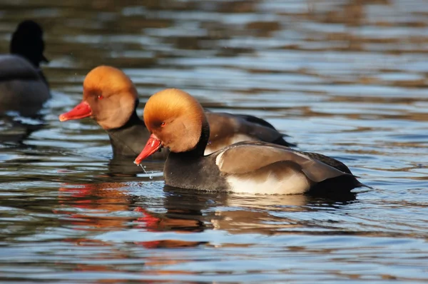 Kırmızı ibikli Pochard, Netta rufina — Stok fotoğraf