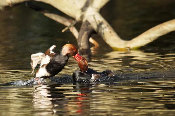 Red-crested Pochard, Netta rufina — Stock Photo, Image