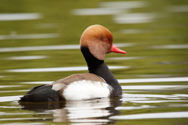 Kırmızı ibikli Pochard, Netta rufina — Stok fotoğraf