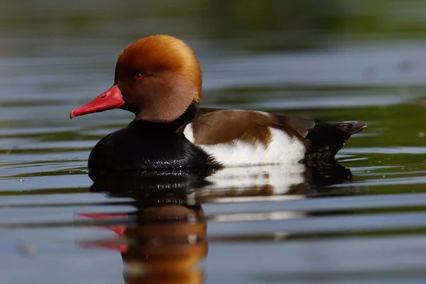 Pochard à aigrettes, Netta rufina — Photo