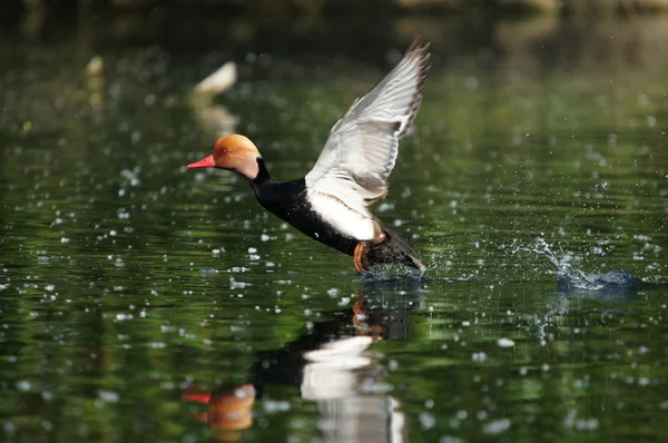 Rotschopfpochard, Netta rufina — Stockfoto