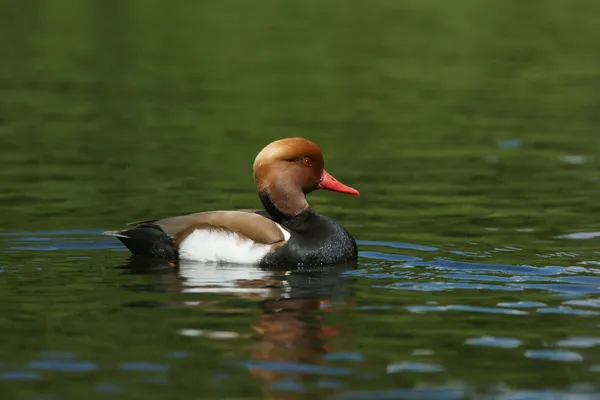 Pochard de crista vermelha, Netta rufina — Fotografia de Stock