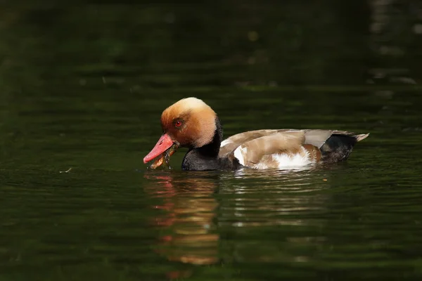 붉은 볏 pochard, netta 루피 나 — 스톡 사진