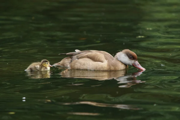 Rödkråka Pochard, Netta rufina — Stockfoto