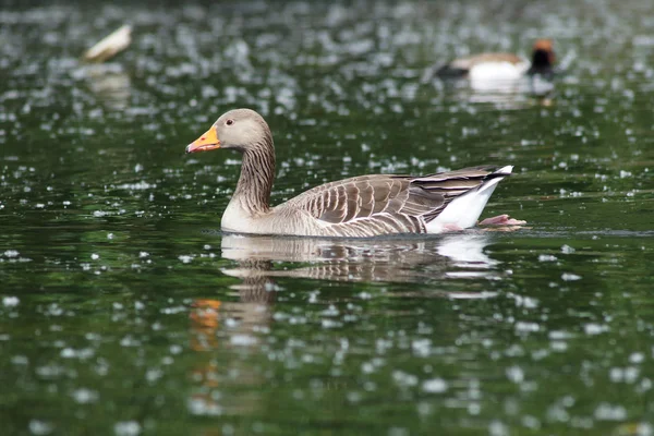 Greylaggåse, Anser anser – stockfoto