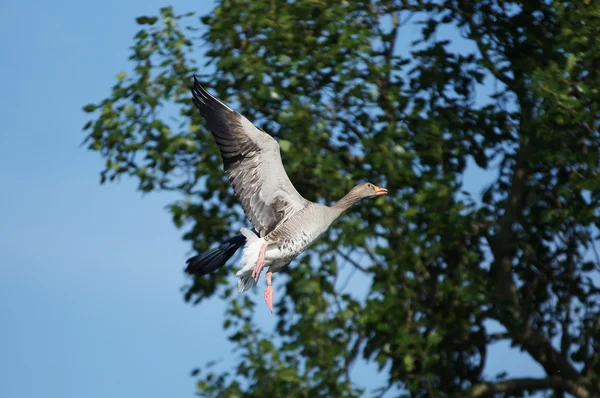 Ganso Greylag, Anser anser — Fotografia de Stock