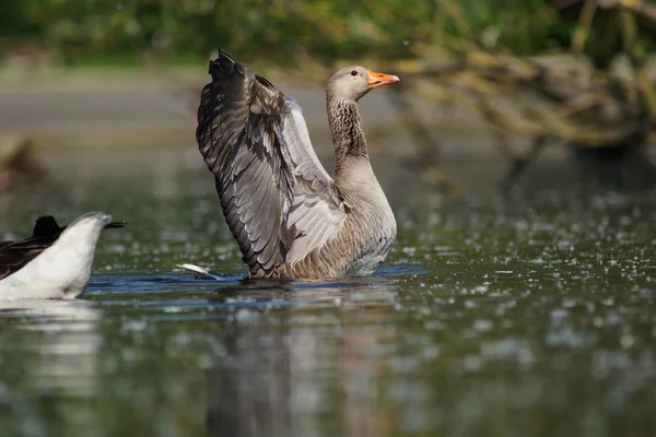 Ganso Greylag, Anser anser — Fotografia de Stock