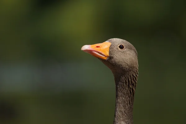 Greylag Goose, Anser anser — Stock Photo, Image