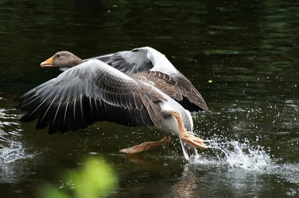 Greylag Goose, Anser anser — Stock Photo, Image