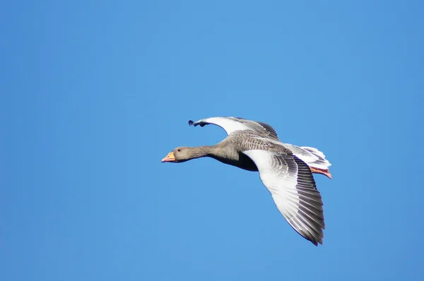 Greylag Goose, Anser anser — Stock fotografie