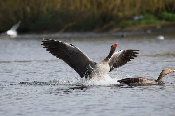 Greylag Goose, Anser anser — Stock Photo, Image