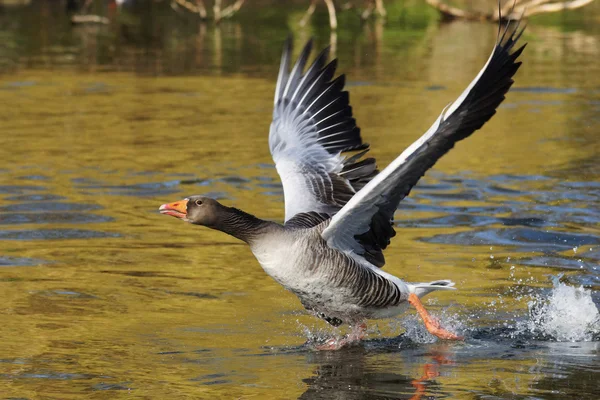 Ganso Greylag, Anser anser — Fotografia de Stock