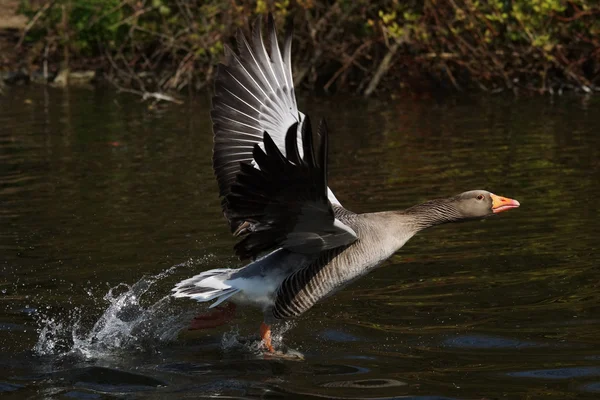 Greelag Goose, Anser anser — 스톡 사진