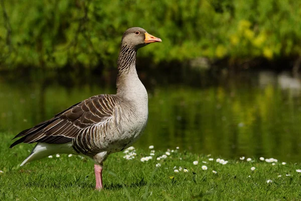 Ganso Greylag, Anser anser — Fotografia de Stock