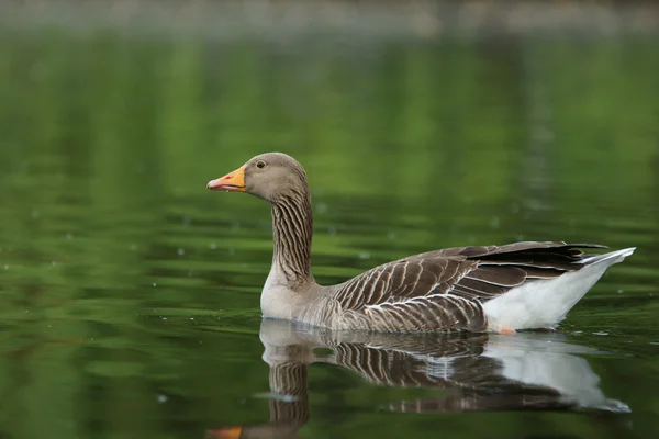 Oca grigia, Anser anser — Foto Stock