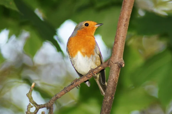 Robin, Erithacus rubecula — Fotografia de Stock