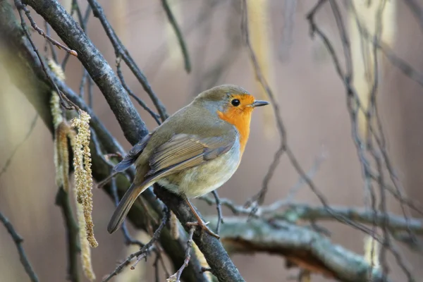 Petirrojo, erithacus rubecula — Foto de Stock