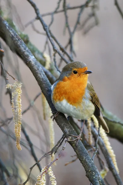 Robin, Erithacus rubecula — Fotografia de Stock