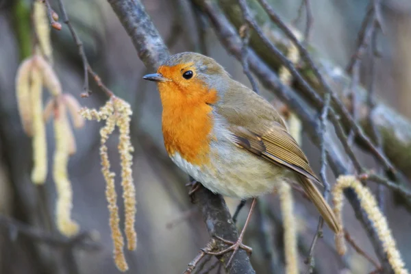 Petirrojo, erithacus rubecula — Foto de Stock