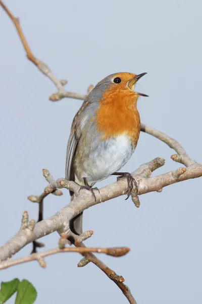 Vörösbegy-erithacus rubecula — Stock Fotó