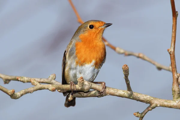 Petirrojo, erithacus rubecula — Foto de Stock