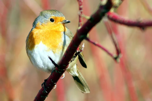 Vörösbegy-erithacus rubecula — Stock Fotó