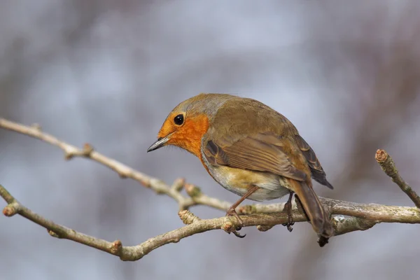 Petirrojo, erithacus rubecula — Foto de Stock