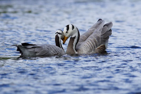 Bar-headed Goose, Anser indicus — Stock Photo, Image