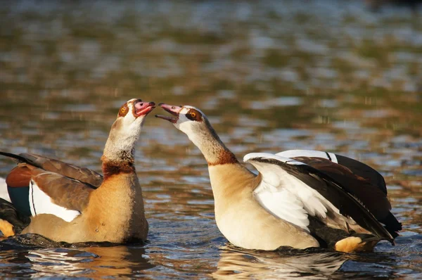 Ägyptische gans, alopochen aegyptiaca — Stockfoto