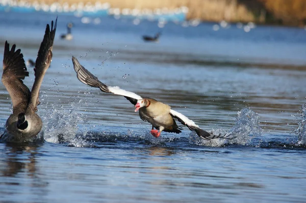 Ägyptische gans, alopochen aegyptiaca — Stockfoto