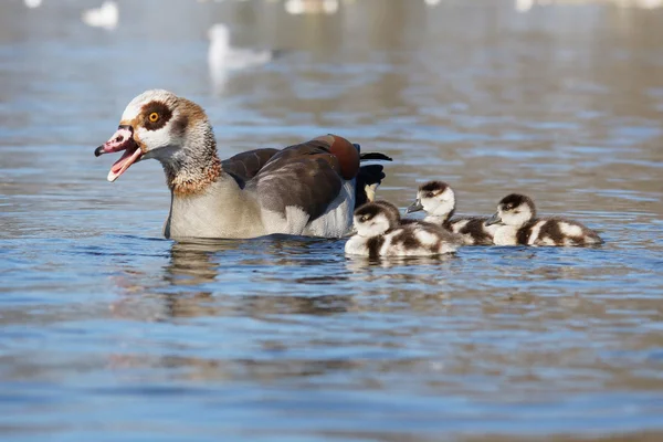 Egyptian Goose, Alopochen aegyptiaca — Stock Photo, Image