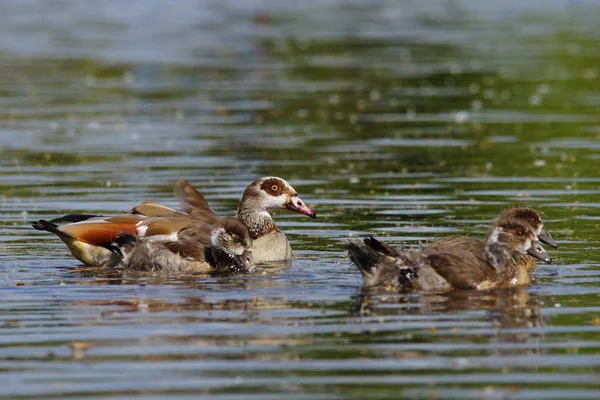 Ägyptische gans, alopochen aegyptiaca — Stockfoto