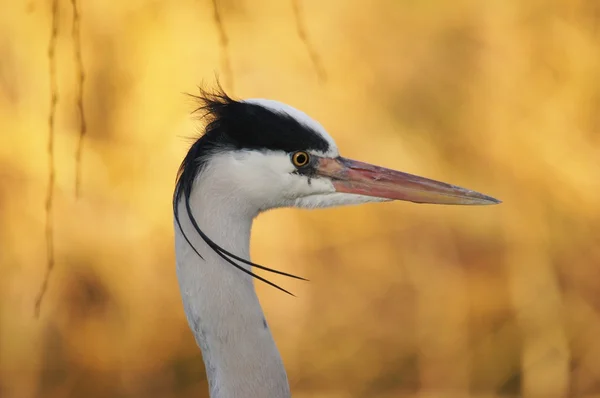 회색 왜가리 , Ardea cinerea — 스톡 사진