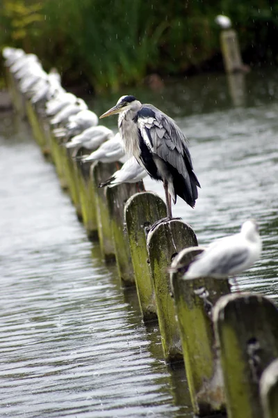 Grey Heron, Ardea cinerea — Stock Photo, Image