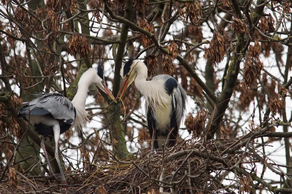 Garza gris, Ardea cinerea — Foto de Stock