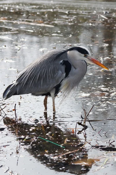 Garza gris, Ardea cinerea — Foto de Stock