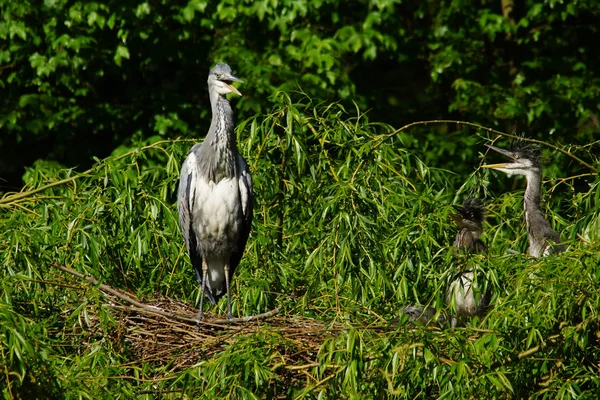 Grå häger, Ardea cinerea — Stockfoto