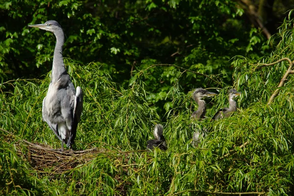 Grey Heron, Ardea cinerea — Stock Photo, Image