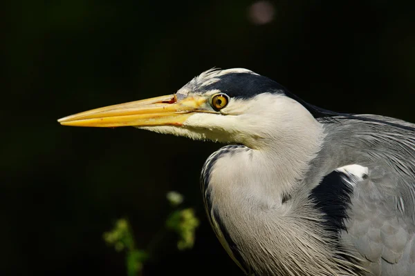 Graureiher, Ardea cinerea — Stockfoto