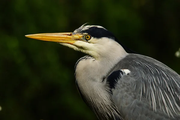 Gri balıkçıl, Ardea cinerea — Stok fotoğraf