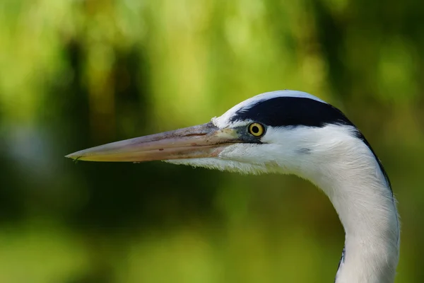 Gri balıkçıl, Ardea cinerea — Stok fotoğraf