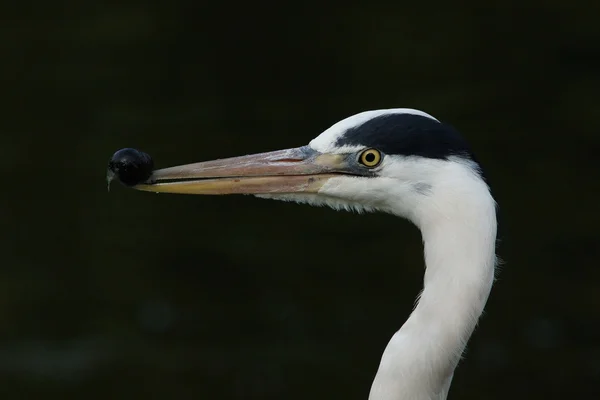 Szürke gém, Ardea cinerea — Stock Fotó