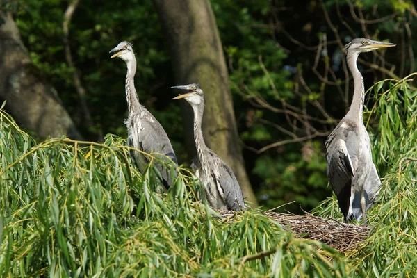 Garza gris, Ardea cinerea — Foto de Stock